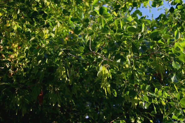 tree