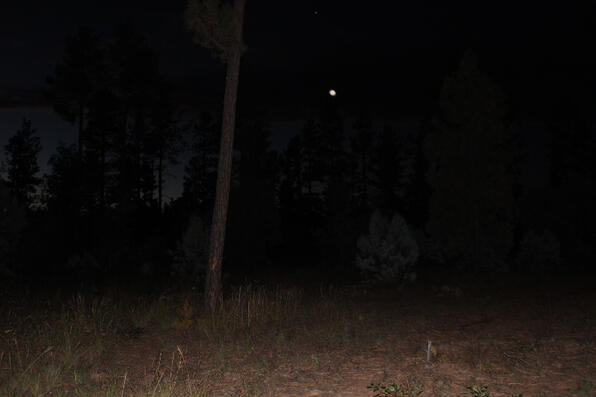 night in the woods