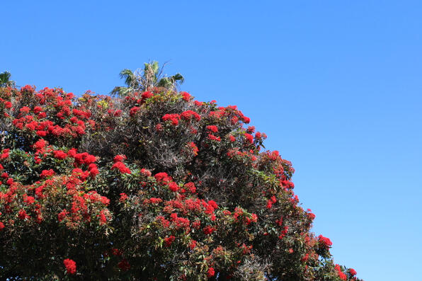 california flowers