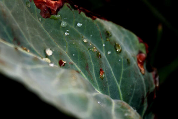 wet leaf